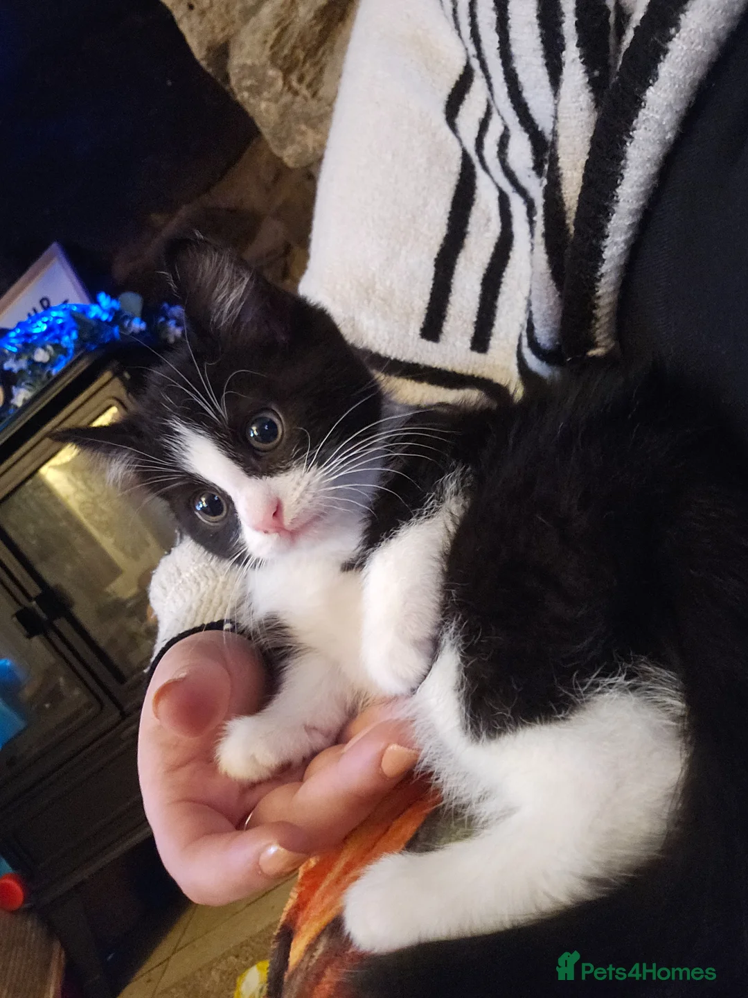 Mixed Breed cats for sale: Last male kitten mainecoon X mixedbreed - Advert 2