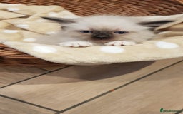 Siberian cats for sale: Hypoallergenic Siberian Neva Masquerade kittens. - Image 24