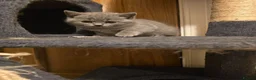 British Shorthair cats for sale: Beautiful British Shorthair Kittens - Advert 3