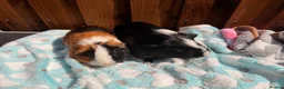 Guinea Pig rodents for sale: 2 bonded Male Guinea pigs  - Advert 1