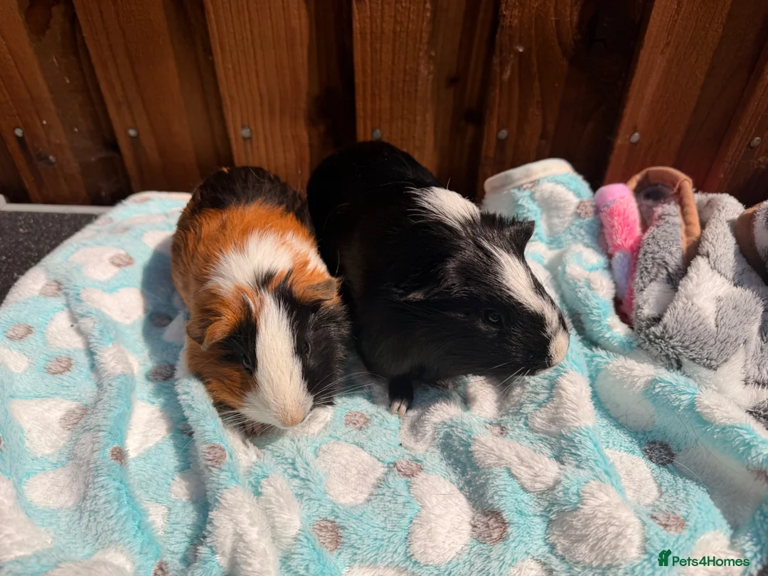 Guinea Pig rodents for sale: 2 bonded Male Guinea pigs  - Advert 1