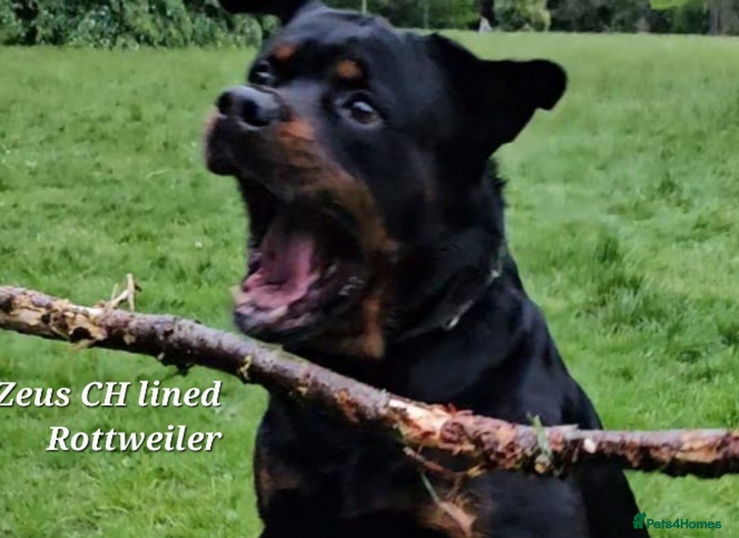 Rottweiler dogs KC rottweiler male  - Advert 3