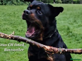 Rottweiler dogs KC rottweiler male - Advert 1