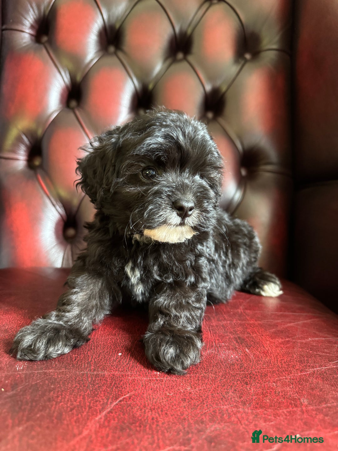Maltipoo dogs for sale: Gorgeous tiny toy F1 Maltipoo puppies  - Image 9