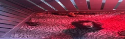 Cockapoo dogs for sale: STUNNING DNA CLEAR F1 miniature cockapoos - Advert 8