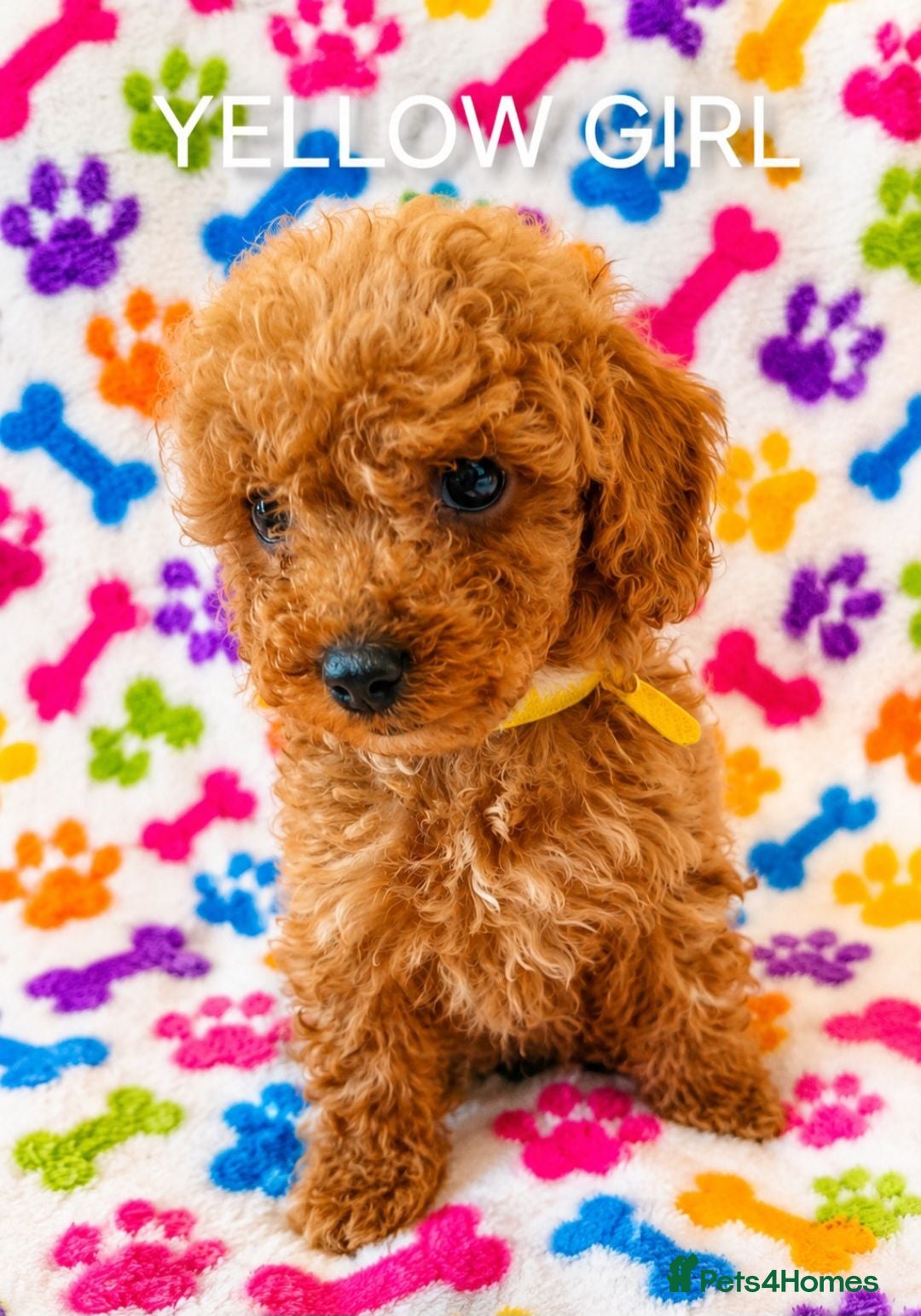 Cockapoo dogs F1 B COCKAPOO PUPPIES PRA UNAFFECTED - Advert 2
