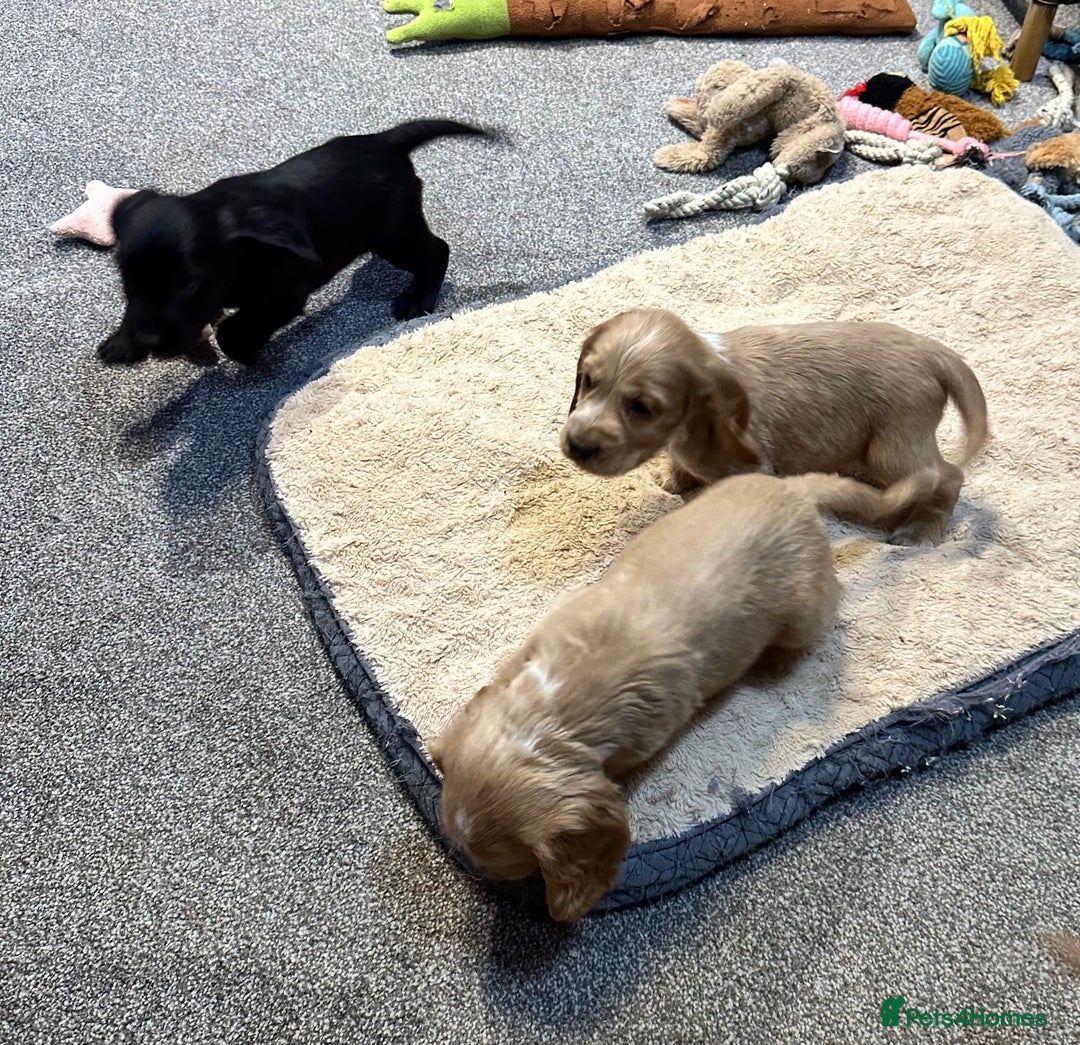 Cocker Spaniel dogs for sale: Beautiful show type puppies  - Image 24