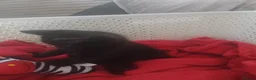 Mixed Breed cats for sale: Kitten male - Advert 4
