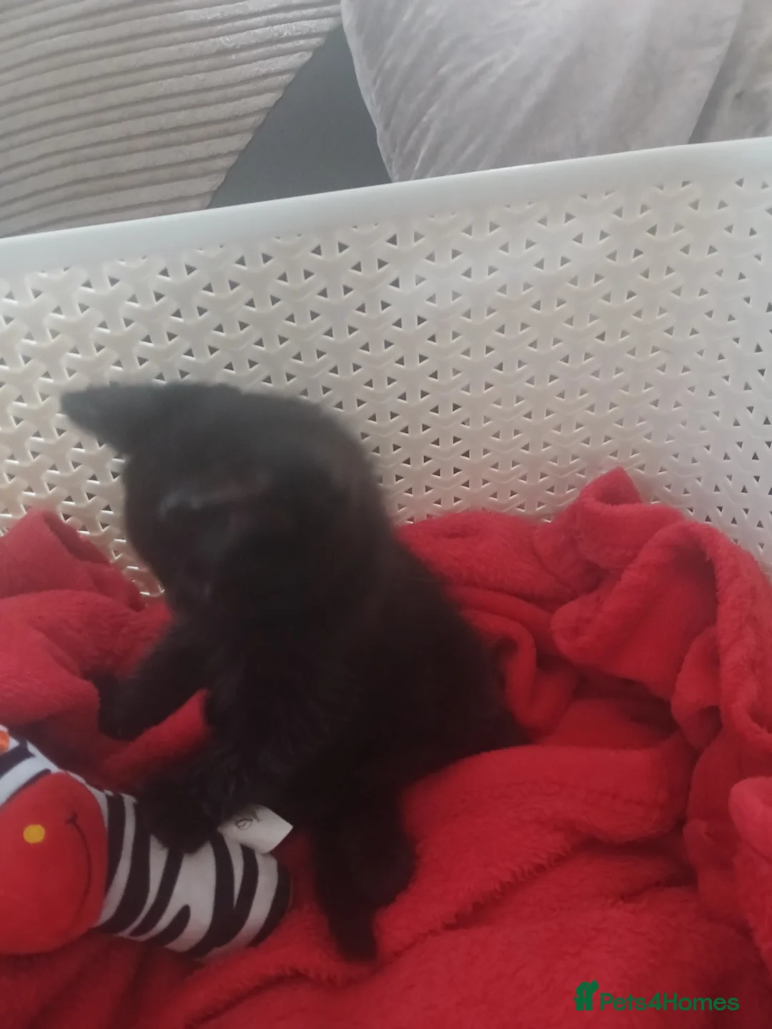Mixed Breed cats for sale: Kitten male - Advert 4
