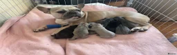 French Bulldog dogs for sale: French Bulldog Puppies in Shrewsbury - Advert 2