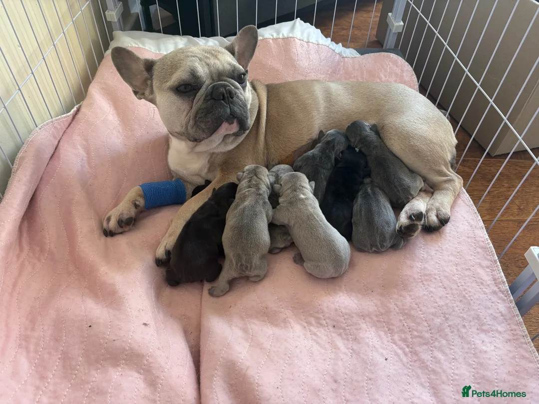French Bulldog dogs for sale: French Bulldog Puppies in Shrewsbury - Advert 2