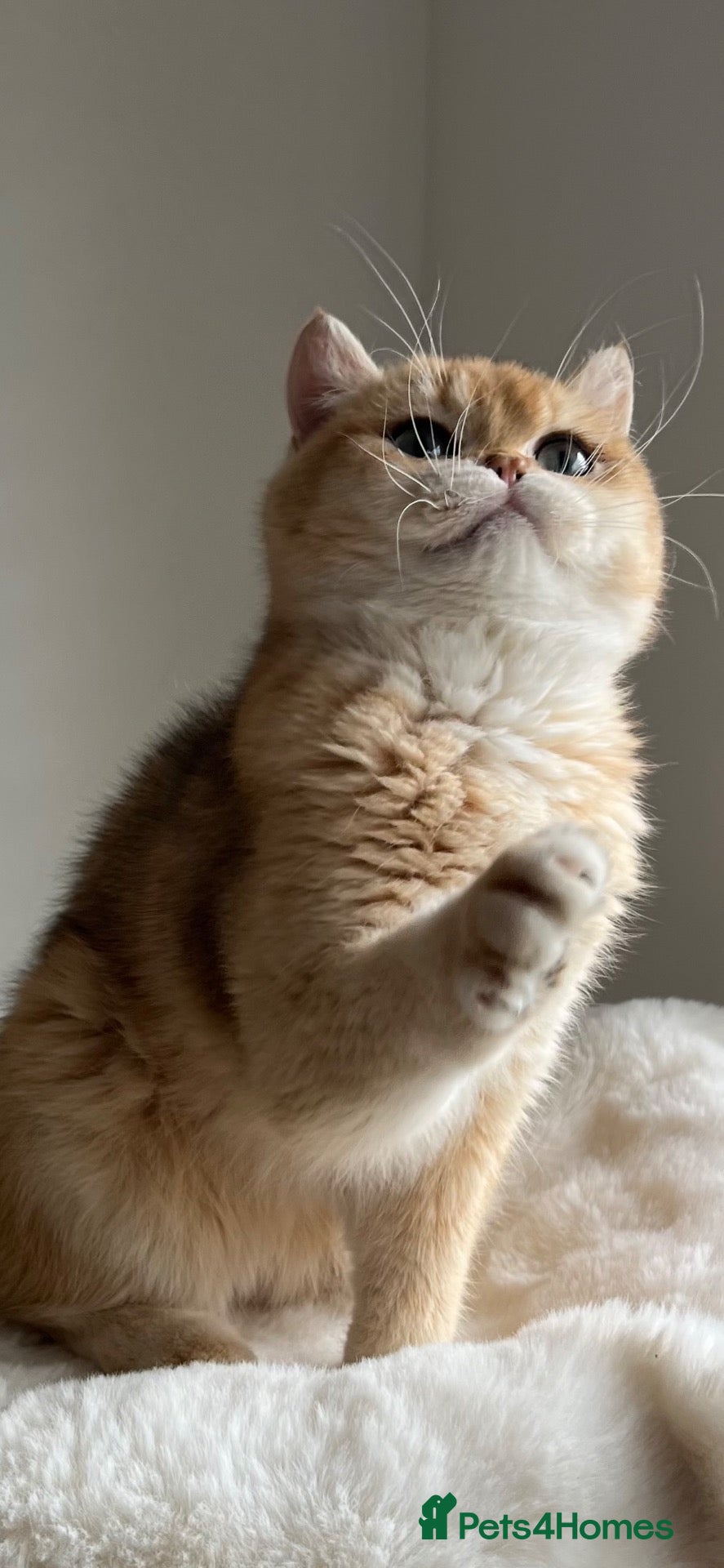British Shorthair cats 6 Month Ny12 Golden BSH Boy from European Parents - Advert 2