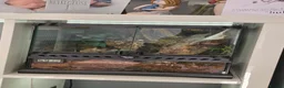 Tarantulas invertebrates for sale: Female Caribena Versicolor & Set up - Advert 7