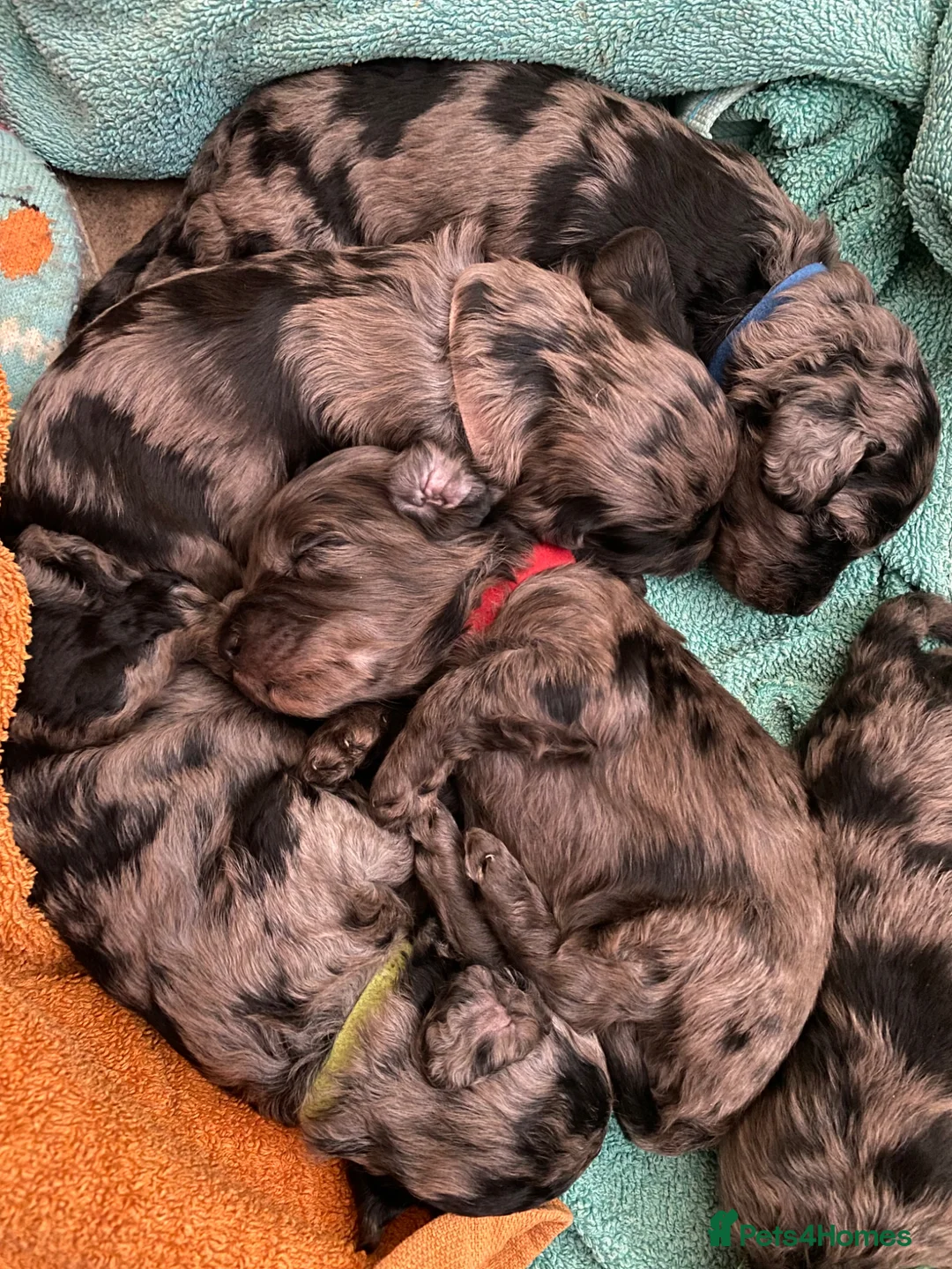 Cockapoo dogs for sale: Six Beautiful Merle Cockapoo Puppies - Advert 1