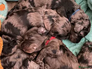 Cockapoo dogs Six Beautiful Merle Cockapoo Puppies - Advert 1