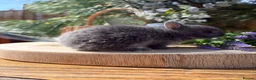 Netherland Dwarf rabbits for sale: Pure bred vaccinated* Netherland Dwarfs  - Advert 12