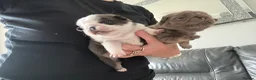 Pug dogs for sale: Kc pug puppies from a 5 star licensed breeder  - Advert 3