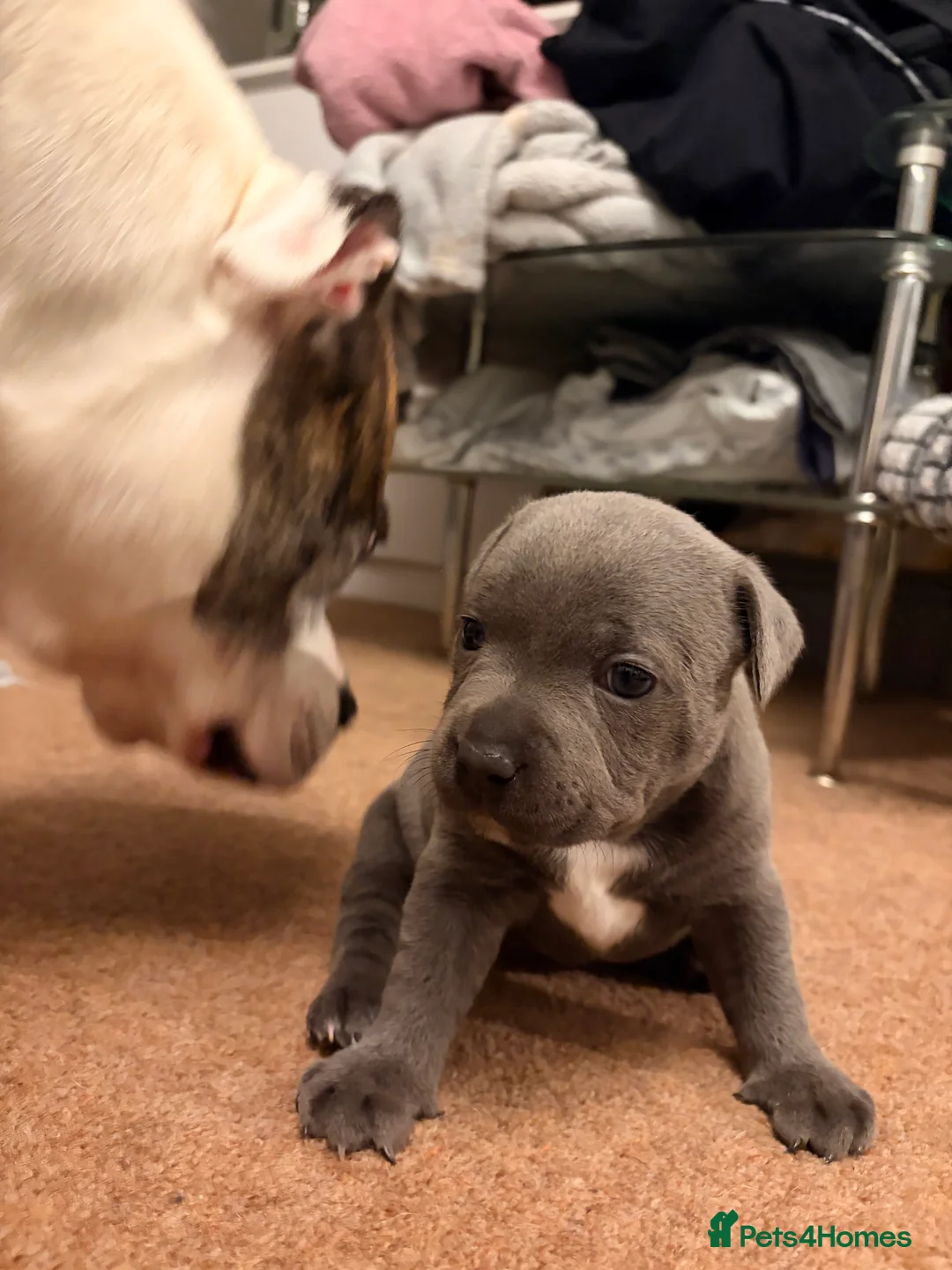 Staffordshire Bull Terrier dogs for sale: Staffordshire Bull Terrier puppies KC registered  - Advert 4