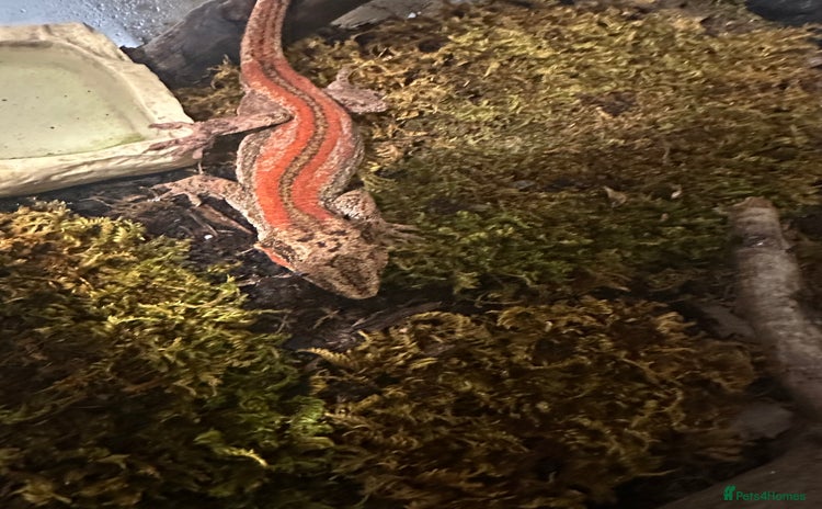 Gecko reptiles - Advert 1