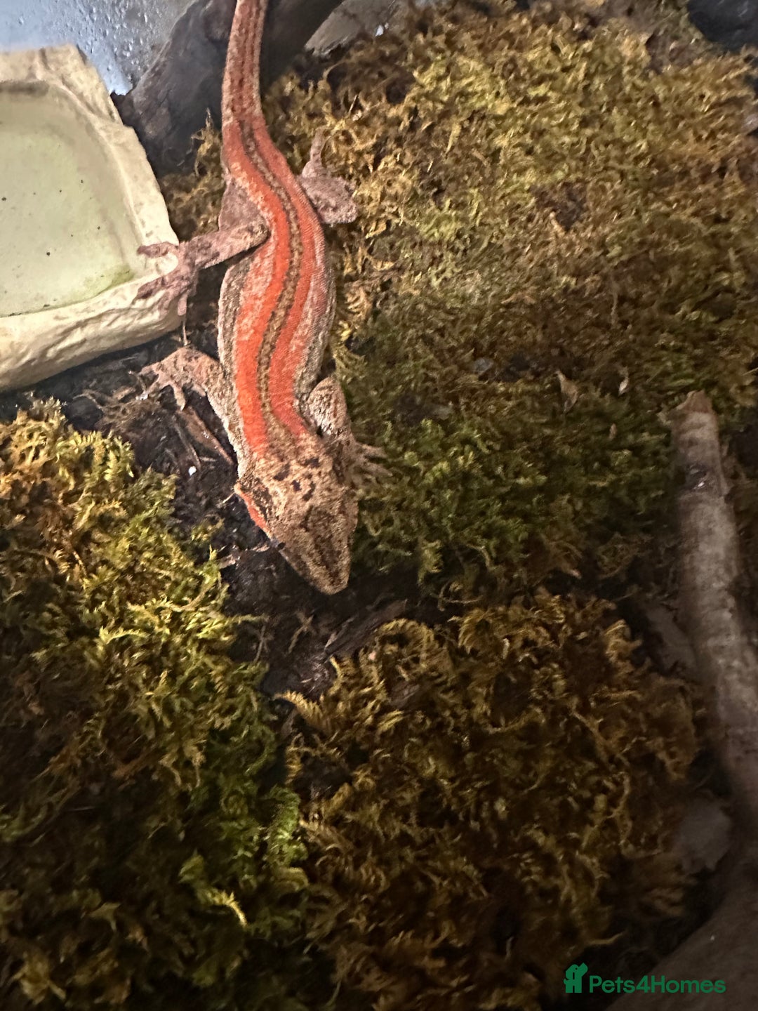 Gecko reptiles for sale: Red Stripe Breeder Gargoyle Gecko - Image 1