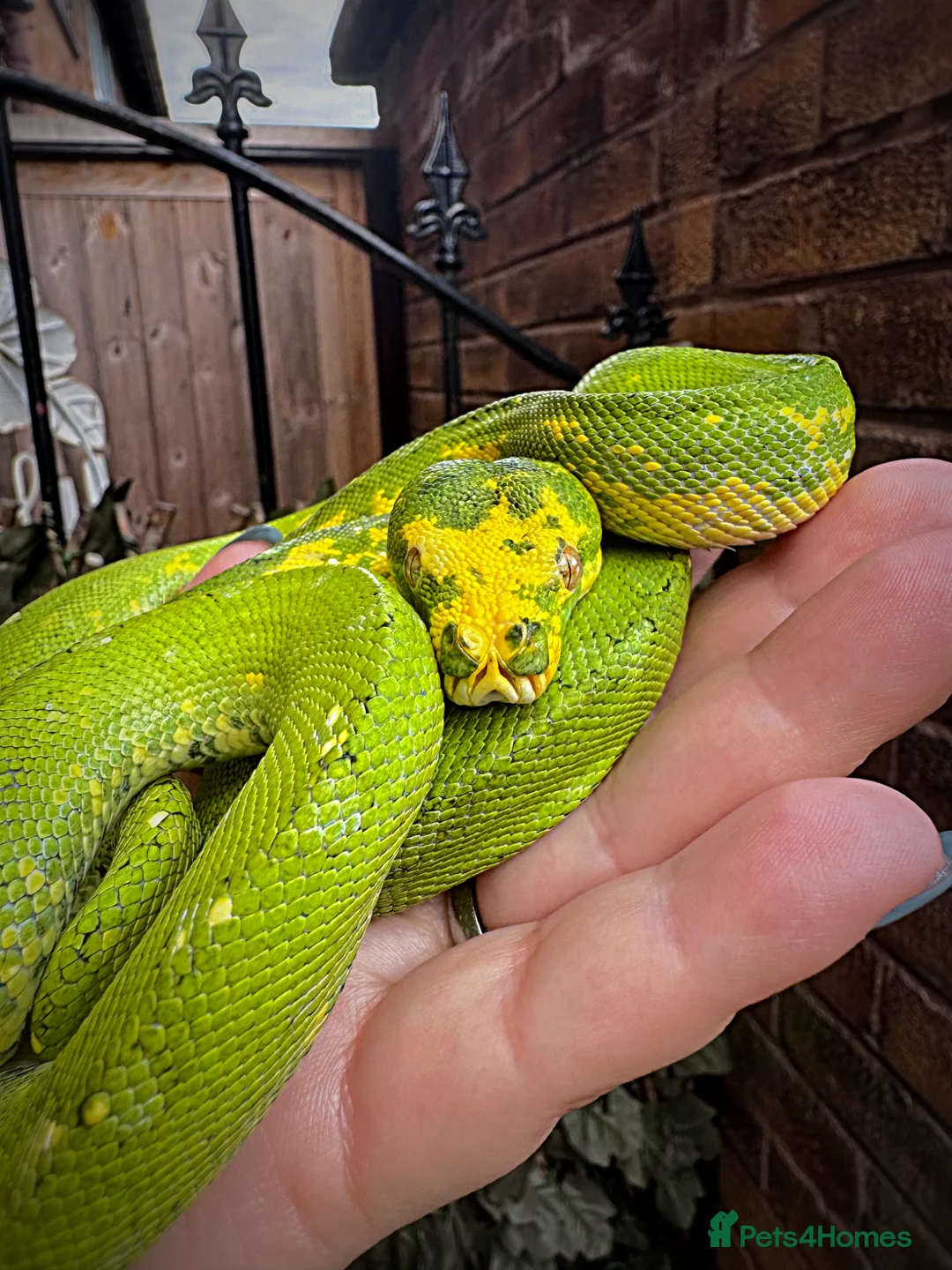 Python Snake reptiles for sale: Male Green Tree Python  - Advert 4