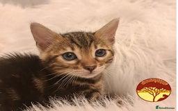 Bengal cats for sale: Bengal x Savannah hybrid Kittens - Image 2
