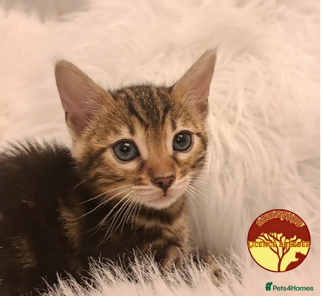 Bengal cats for sale: Bengal x Savannah hybrid Kittens - Image 2