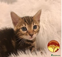 Bengal cats - Advert 13