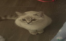 British Shorthair cats for sale: Our beautiful girl  - Advert 2