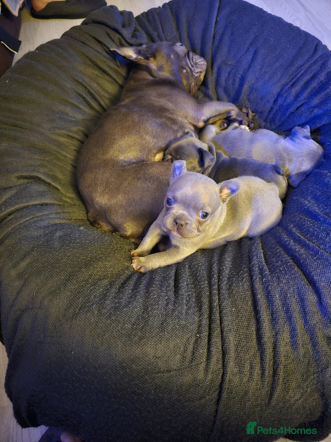 French Bulldog dogs for sale: 3 beautiful playful little girls .fully kc reg.  - Advert 19