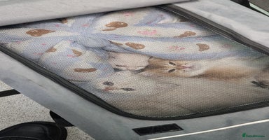 British Shorthair cats British shorthair pedigree kittens - Advert 3