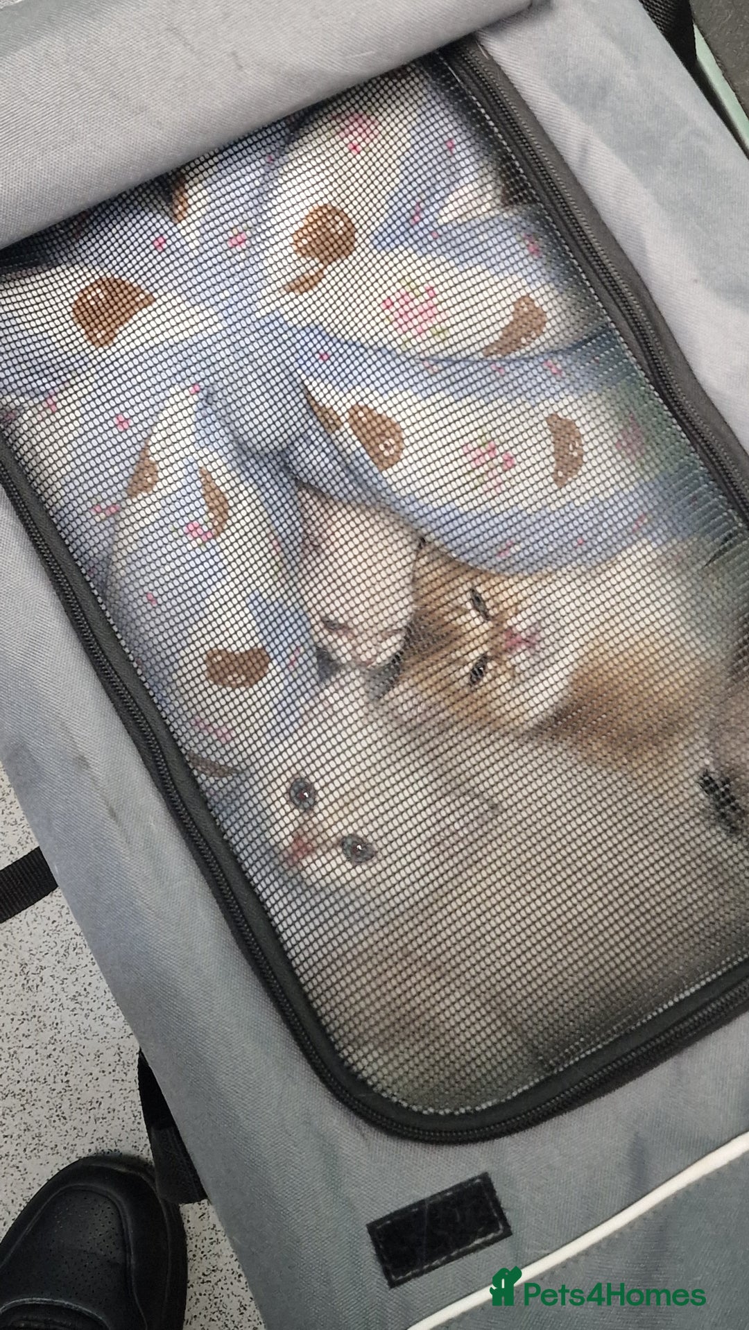 British Shorthair cats for sale: British shorthair pedigree kittens - Advert 9