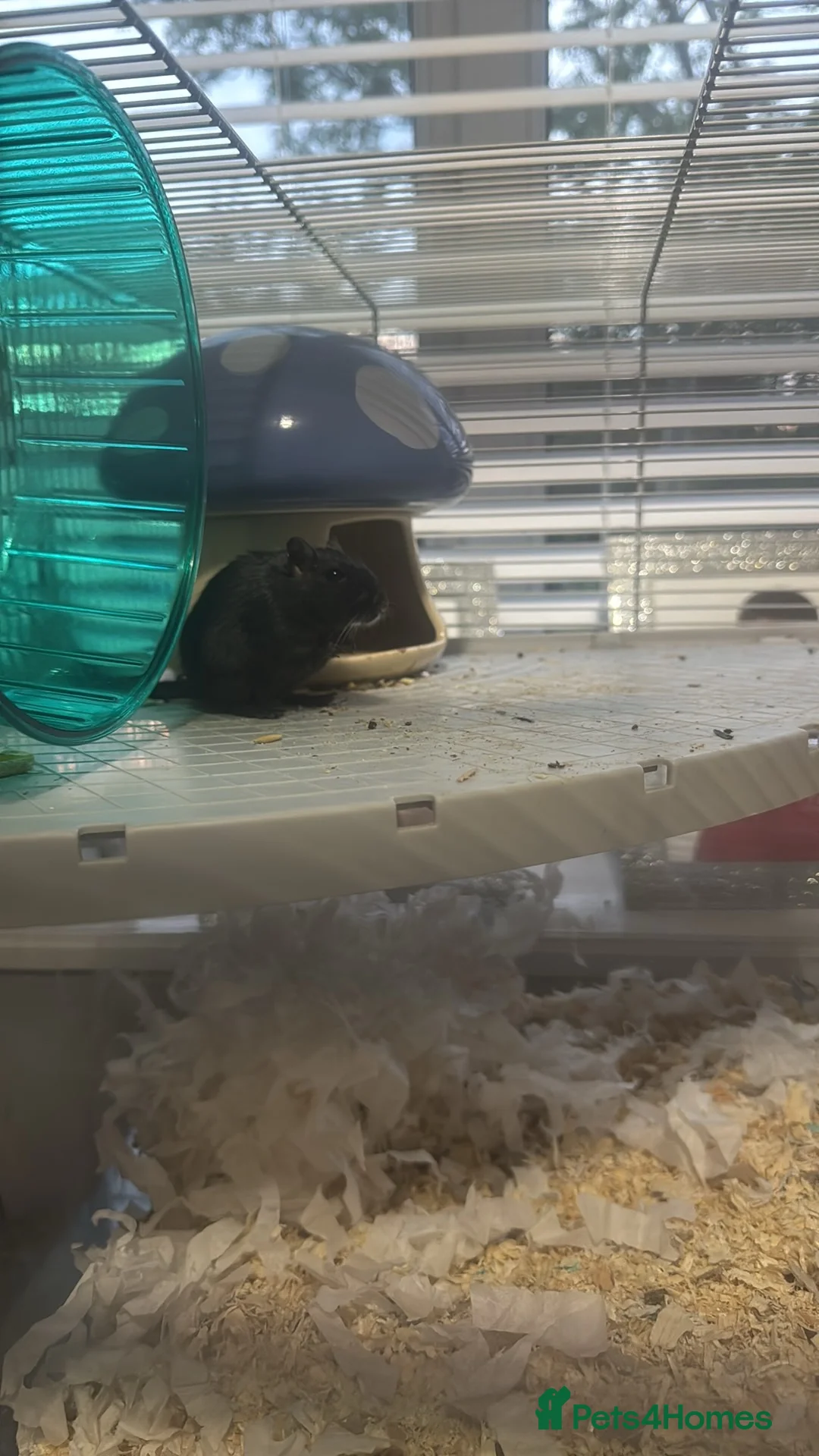 Gerbil rodents for sale: 2 female gerbils  - Advert 2