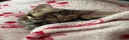 Bengal cats for sale: baby bengal male - Advert 14