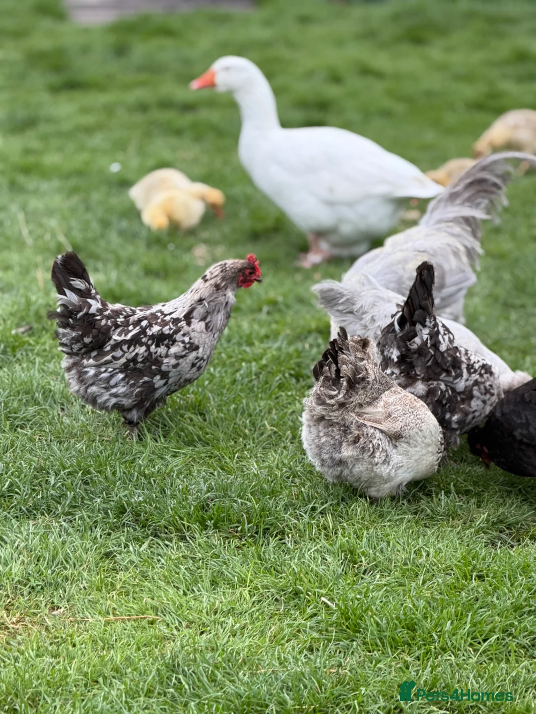 Chickens poultry for sale: Chickens for sale - Advert 1
