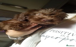 Cockapoo dogs for sale: Miniature Cockapoo - Image 2