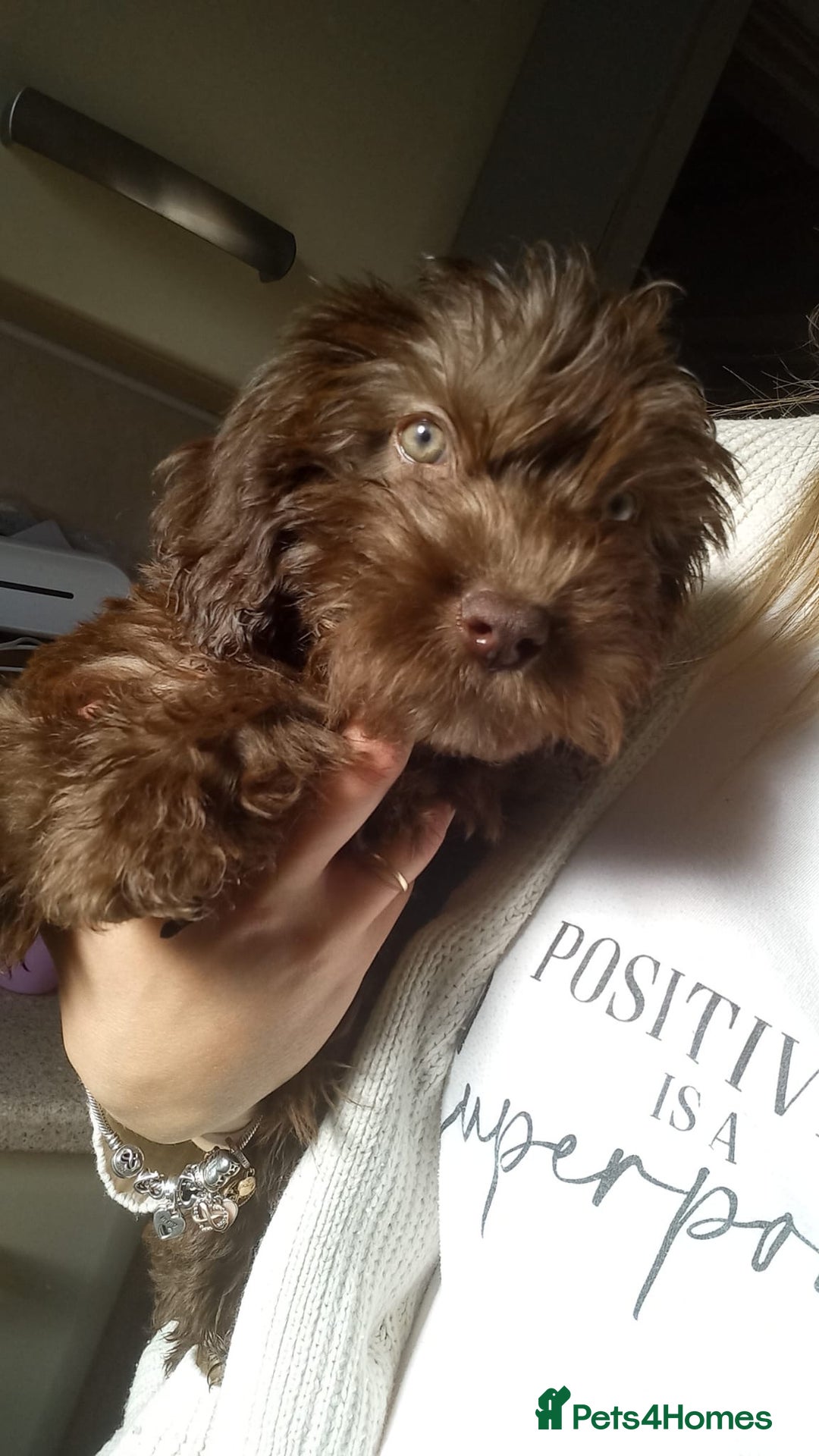 Cockapoo dogs for sale: Miniature Cockapoo - Image 2