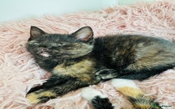 European cats for sale: 🐾Two Adorable Female Kittens! ✨ - Image 4