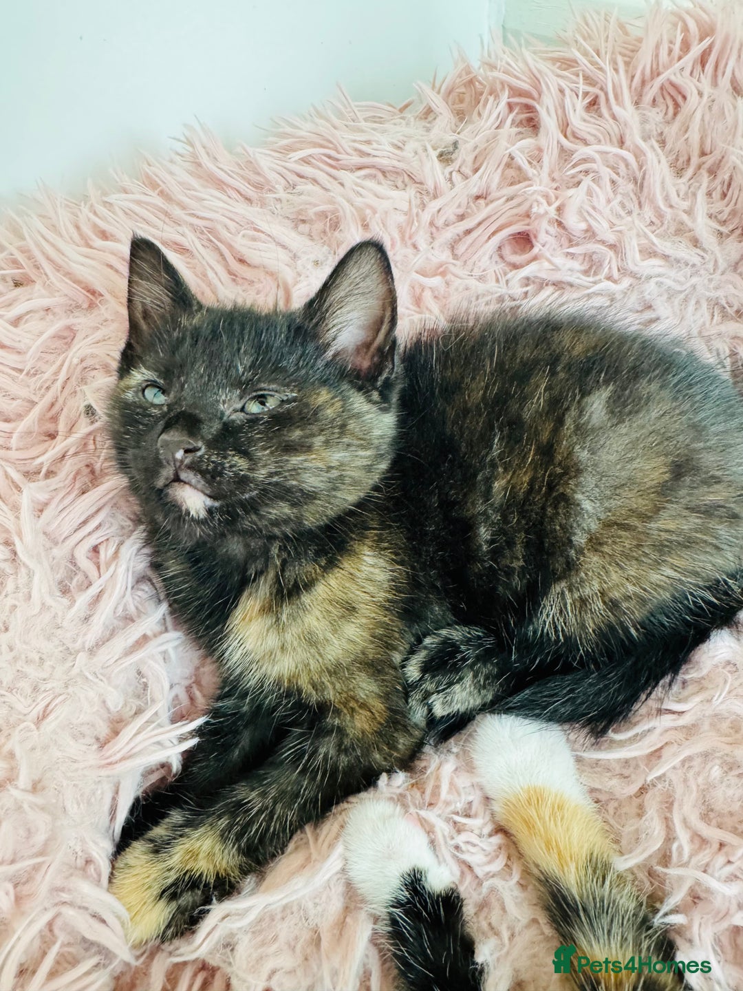 European cats for sale: 🐾Two Adorable Female Kittens! ✨ - Image 4