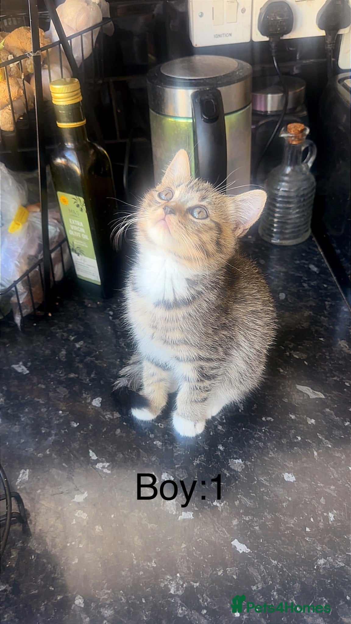 British Shorthair cats British shorthair mix kittens  - Advert 6