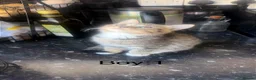 British Shorthair cats for sale: British shorthair mix kittens  - Advert 1