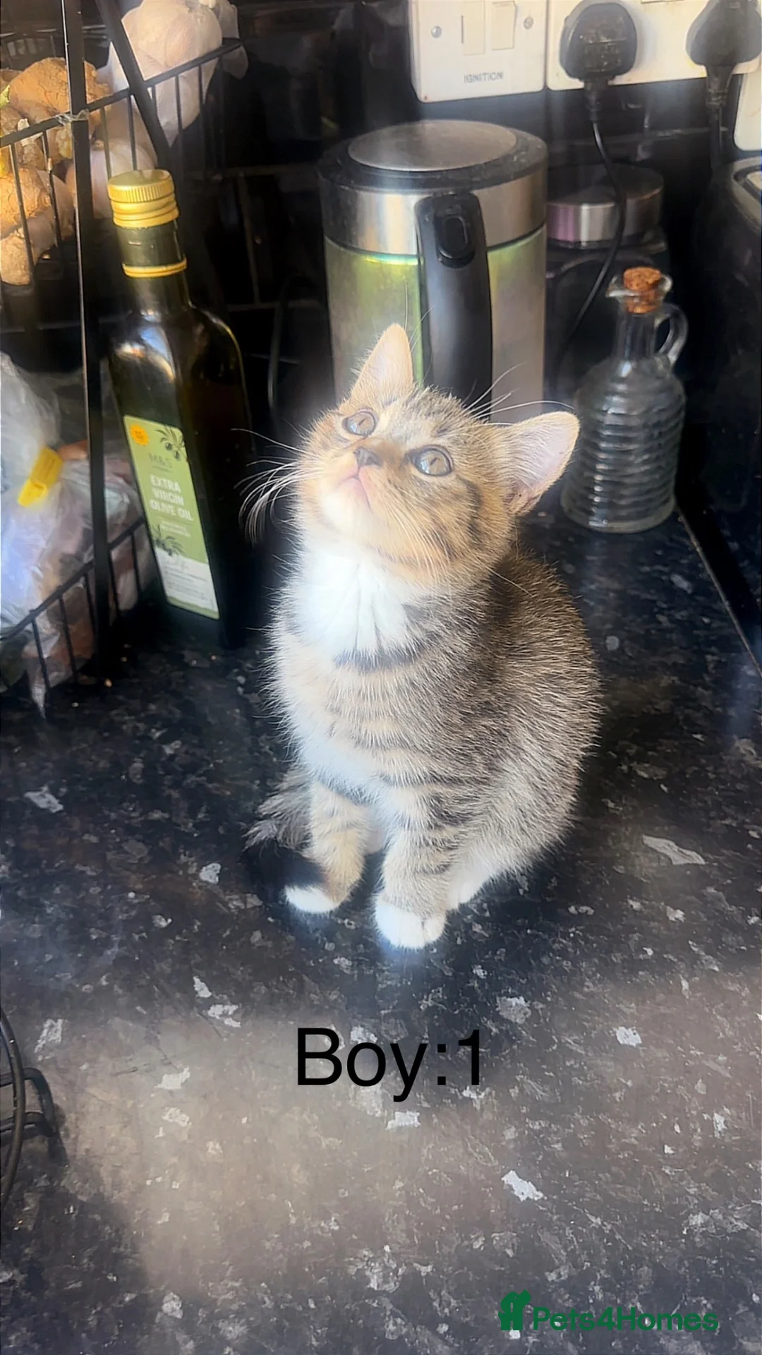 British Shorthair cats for sale: British shorthair mix kittens  - Advert 1