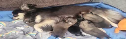 Chihuahua dogs for sale: Longhaired Blue Chihuahua pups - Advert 4