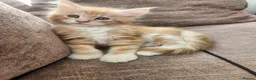 Maine Coon cats for sale: Maine coon boy full breed - Advert 6