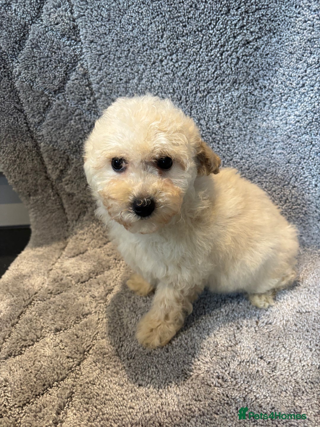 Poochon dogs for sale: Beautiful f1 poochon puppys READY NOW!!! - Advert 13