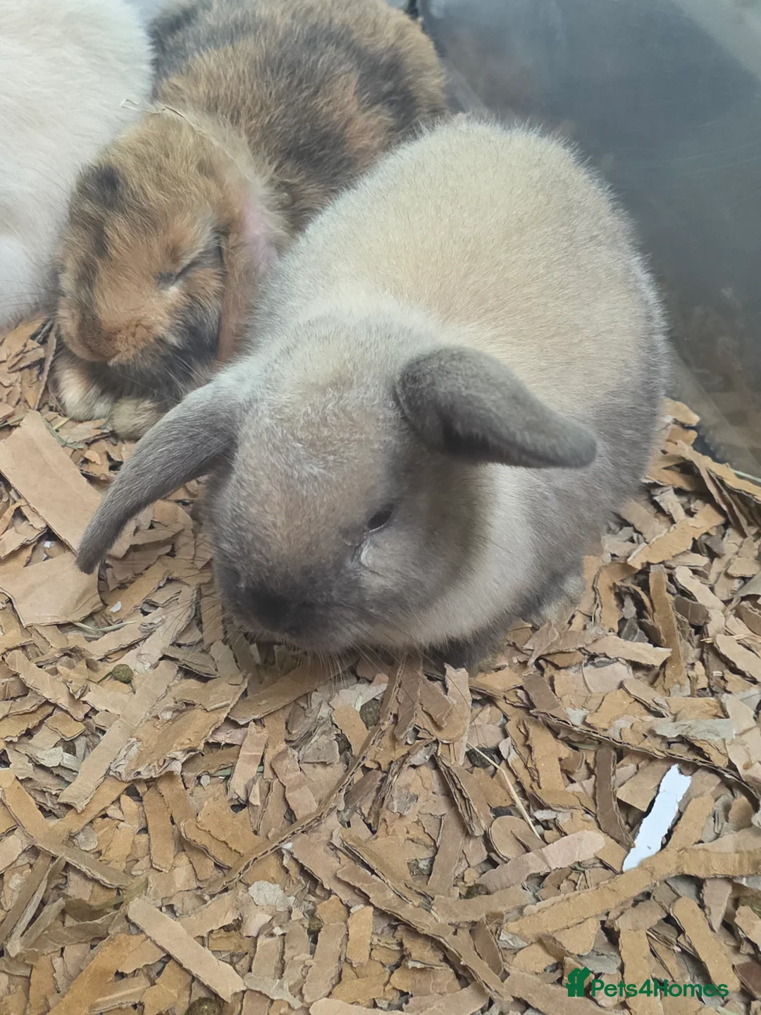 Mixed Breed rabbits for sale: Males and females mini lops and lion heads - Advert 1