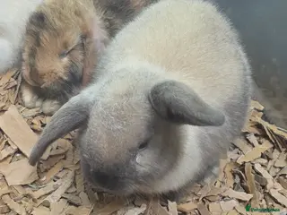 Mixed Breed rabbits Males and females mini lops and lion heads - Advert 1
