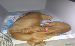 Hungarian Vizsla dogs for sale: Highly intelligent VIZSLA GIRL, bundle of energy  - Image 7
