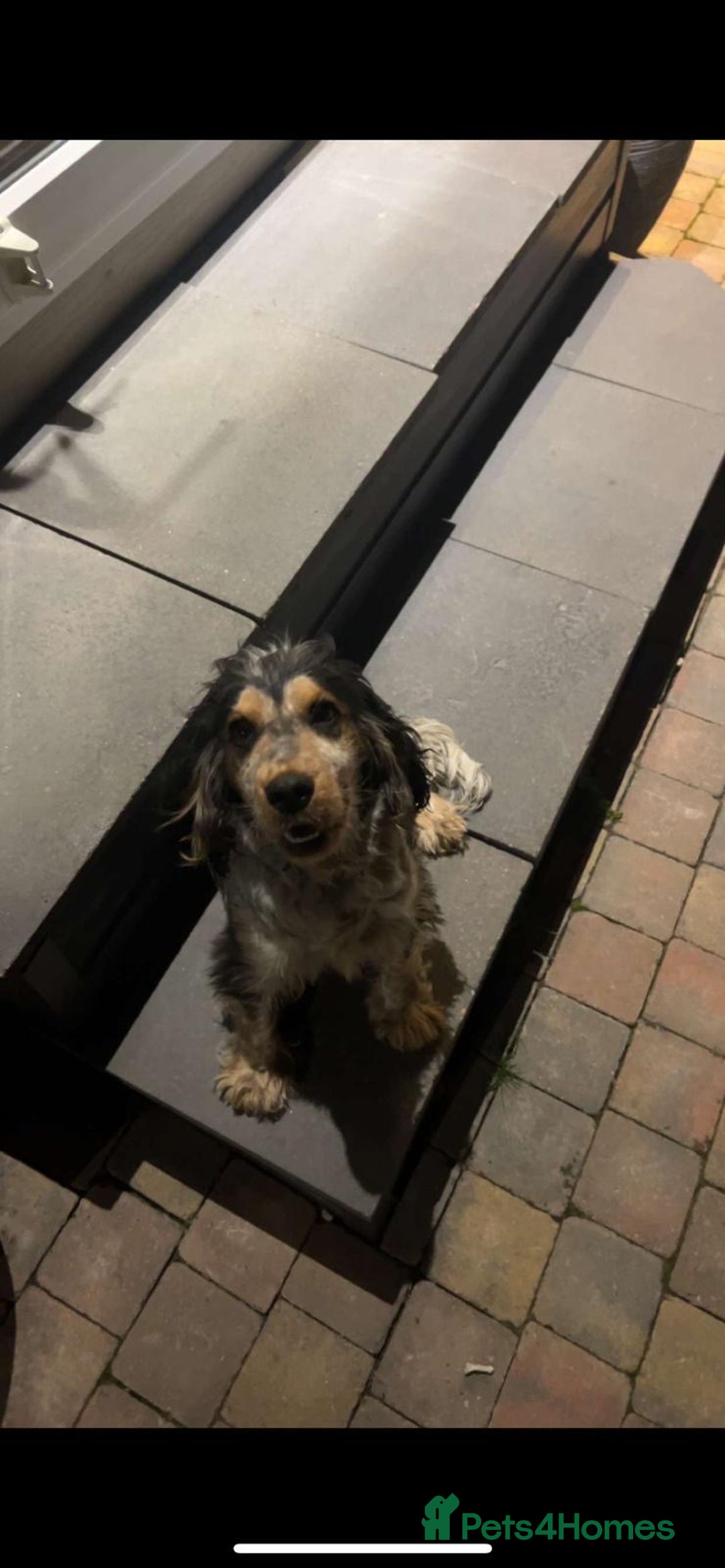 Cocker Spaniel dogs for sale: Show type cocker spaniel puppy’s.  - Advert 14