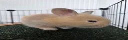 Mini Lion Lop rabbits for sale: 7 beautiful bunnies 🐰 ❤️  - Advert 5